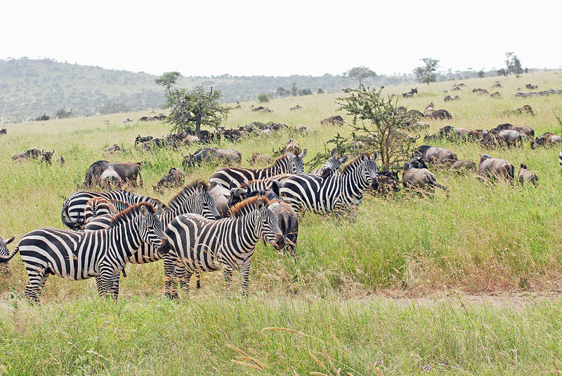 African Grasslands Animals